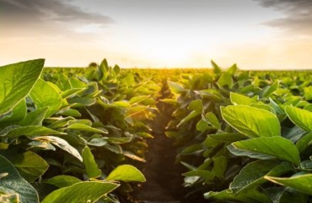 International Association of Horticultural Producers Name