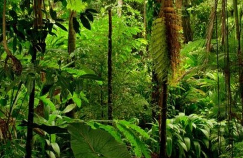 UN Decade Youth Task Force Logo