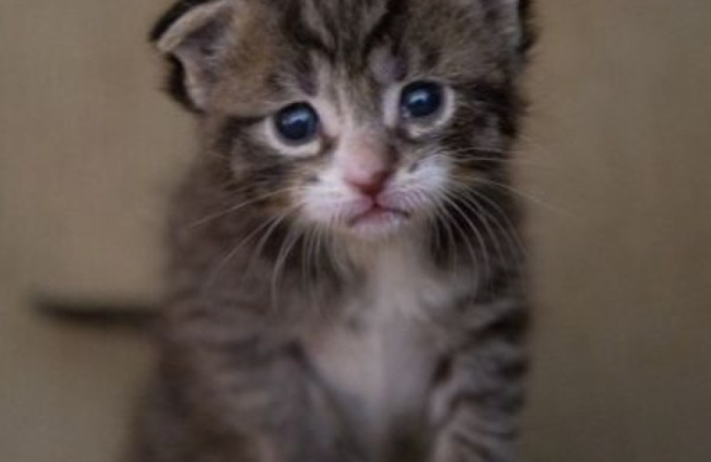 Morris Animal Foundation Logo