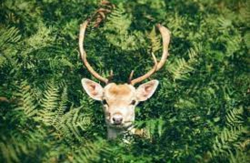 The Sophie Danforth Conservation Biology Fund (SDCBF) Name