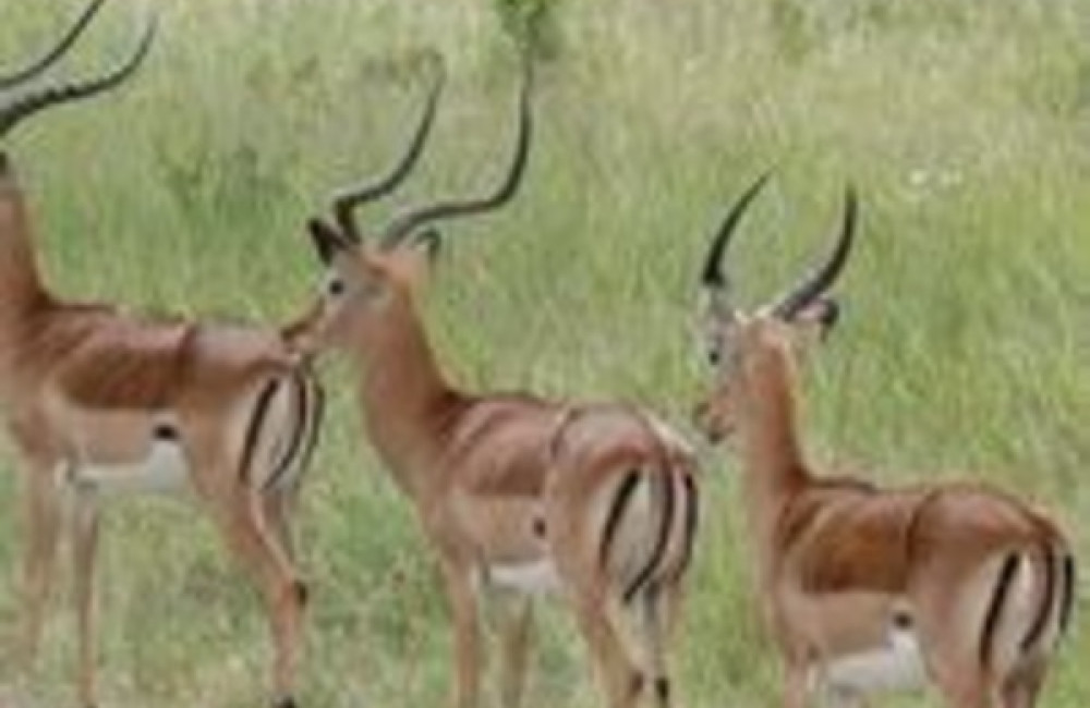 Wildlife Acoustics Name