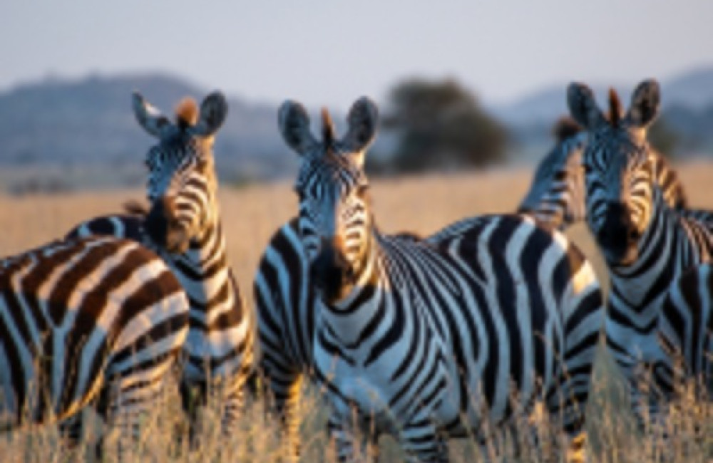 Ocean Park Conservation Foundation, Hong Kong Name