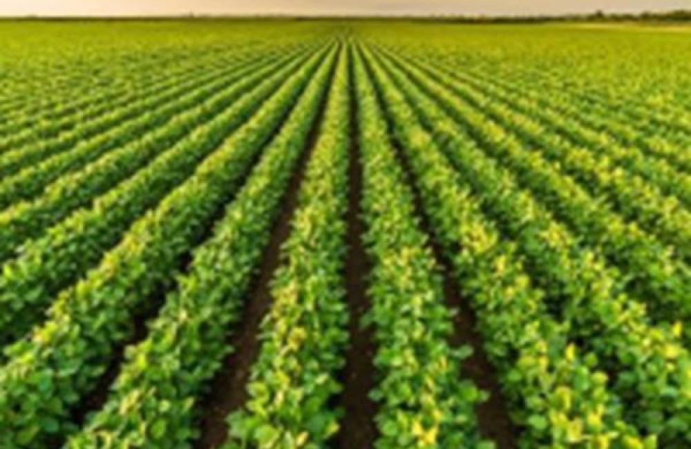 Global Agriculture and Food Security Program (GAFSP) Name