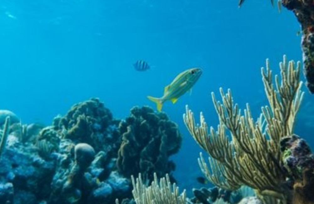 The Pulitzer Center Name