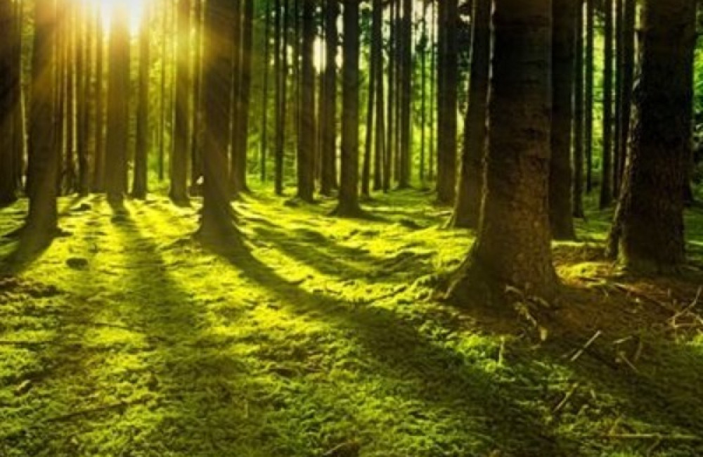 Rainforest Trust Name