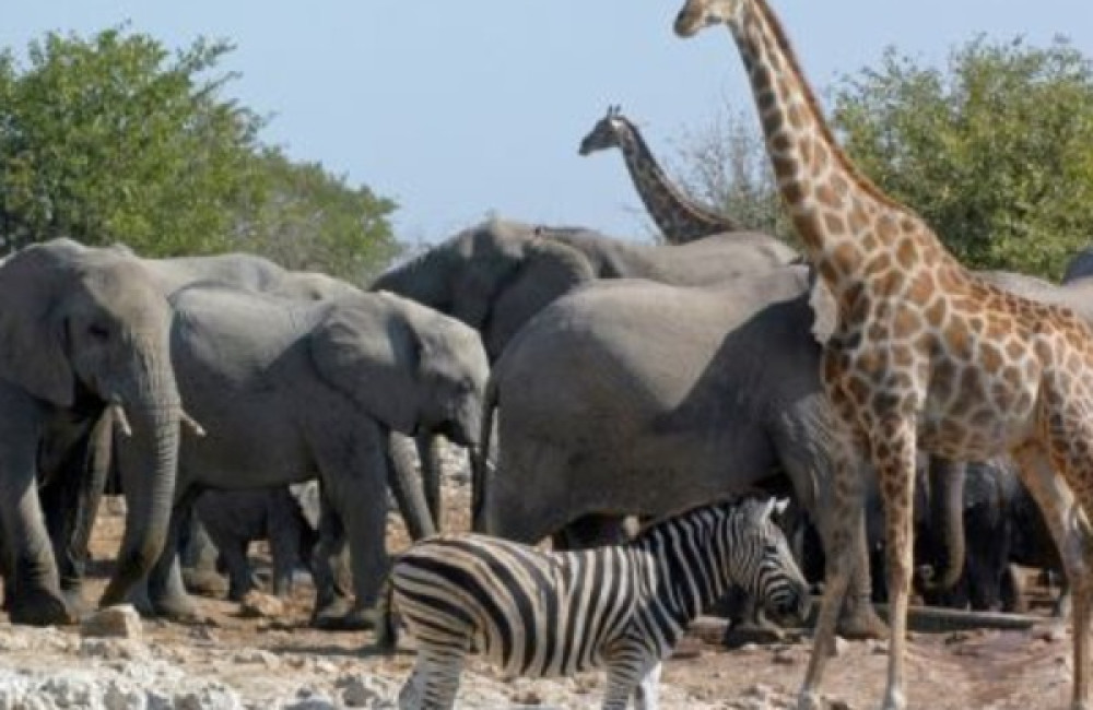 The Mohamed bin Zayed Species Conservation Fund Name