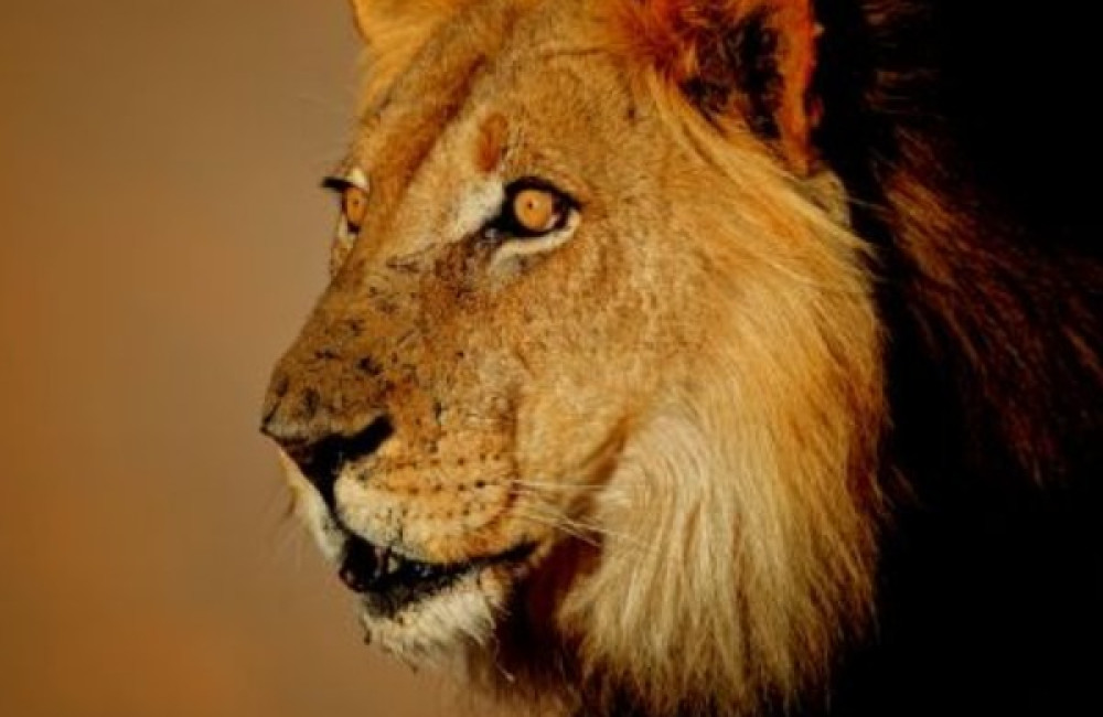 The Explorers Club Logo