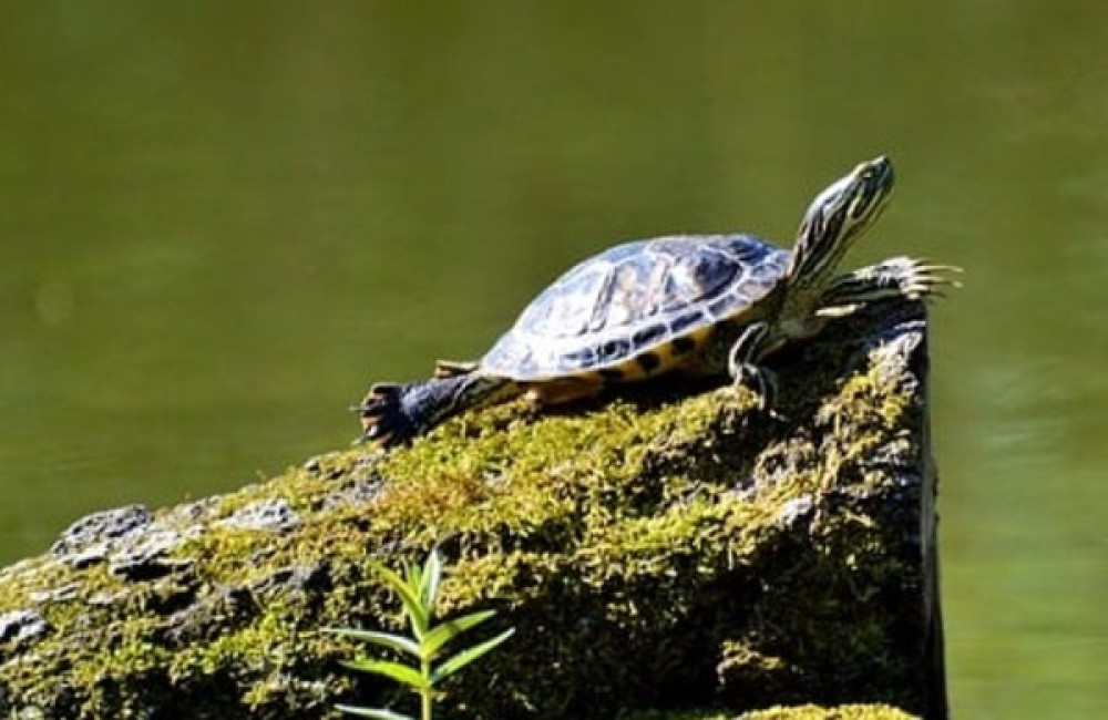Turtle Conservation Fund Name