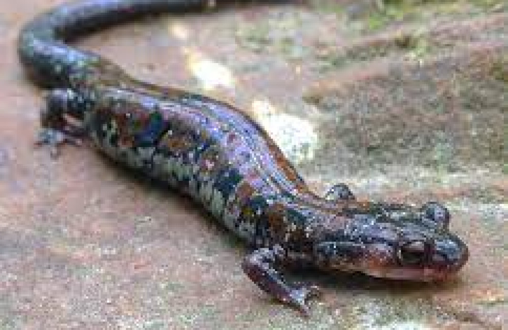 Foundation for the Conservation of Salamanders Name