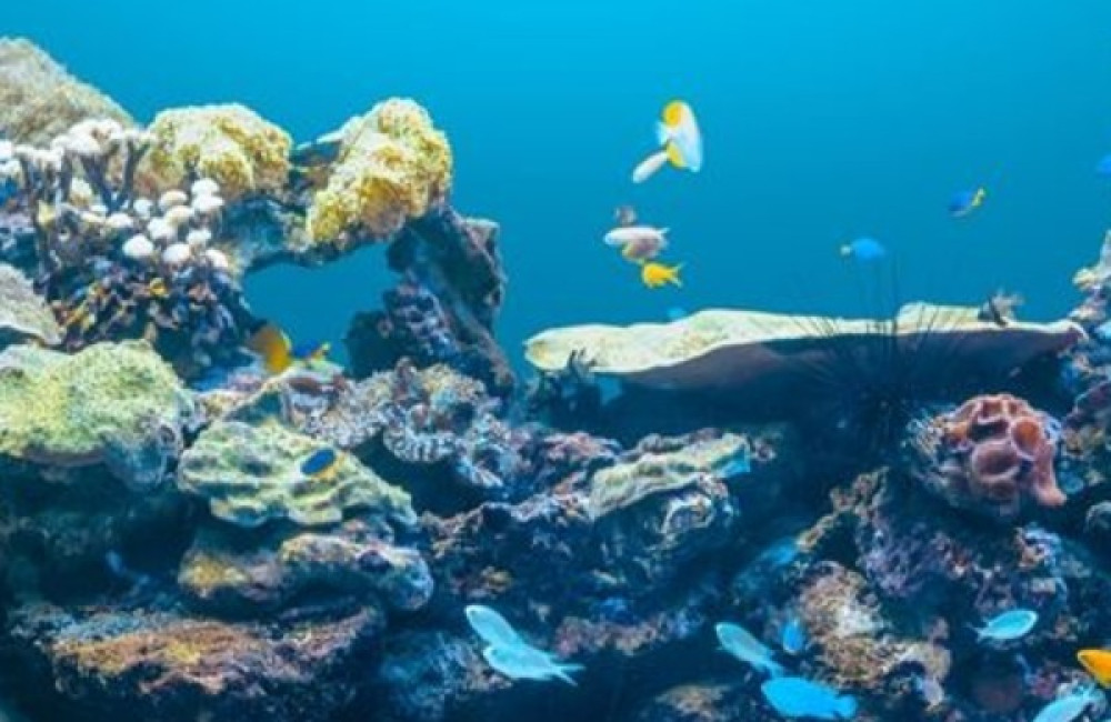 Save Our Seas Foundation Name