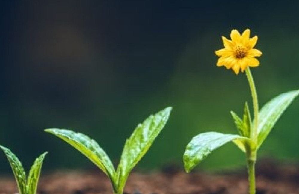 Kohli Foundation for Sociology Name