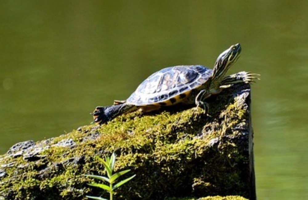 Turtle Conservation Fund Logo
