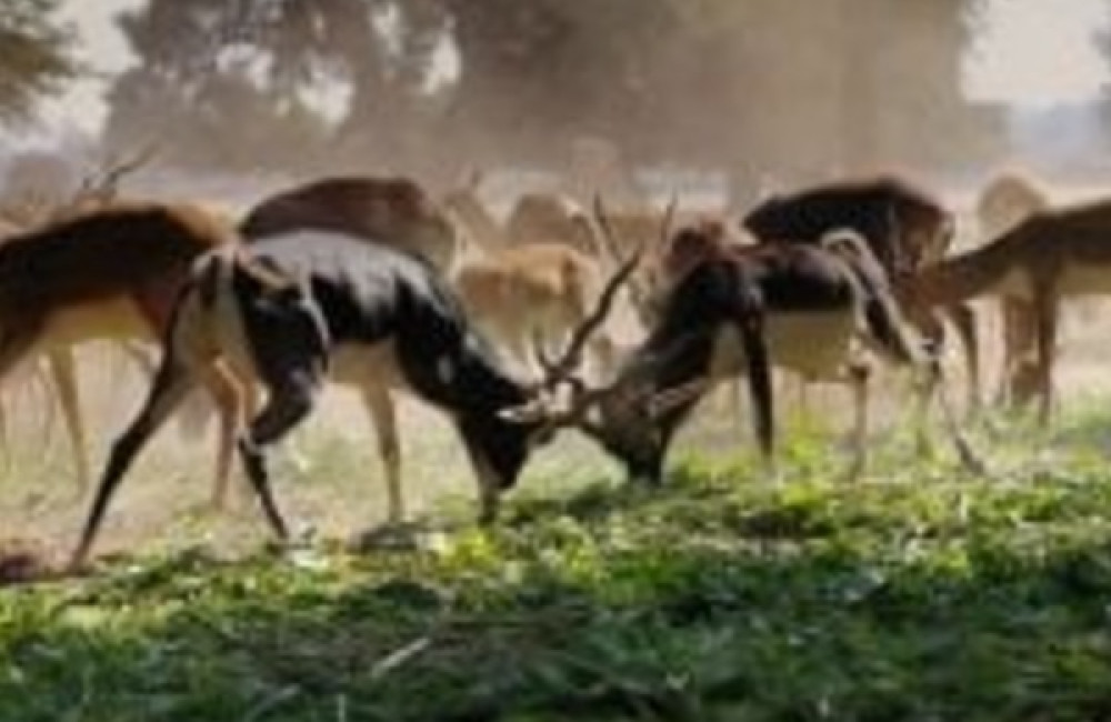 Dierenpark Amersfoort Wildlife Fund Name