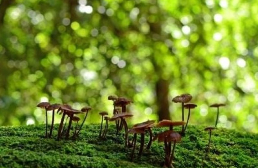 Caribbean Biodiversity Fund Name