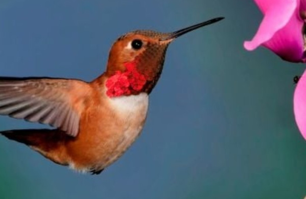 Wild Wonder Foundation Logo