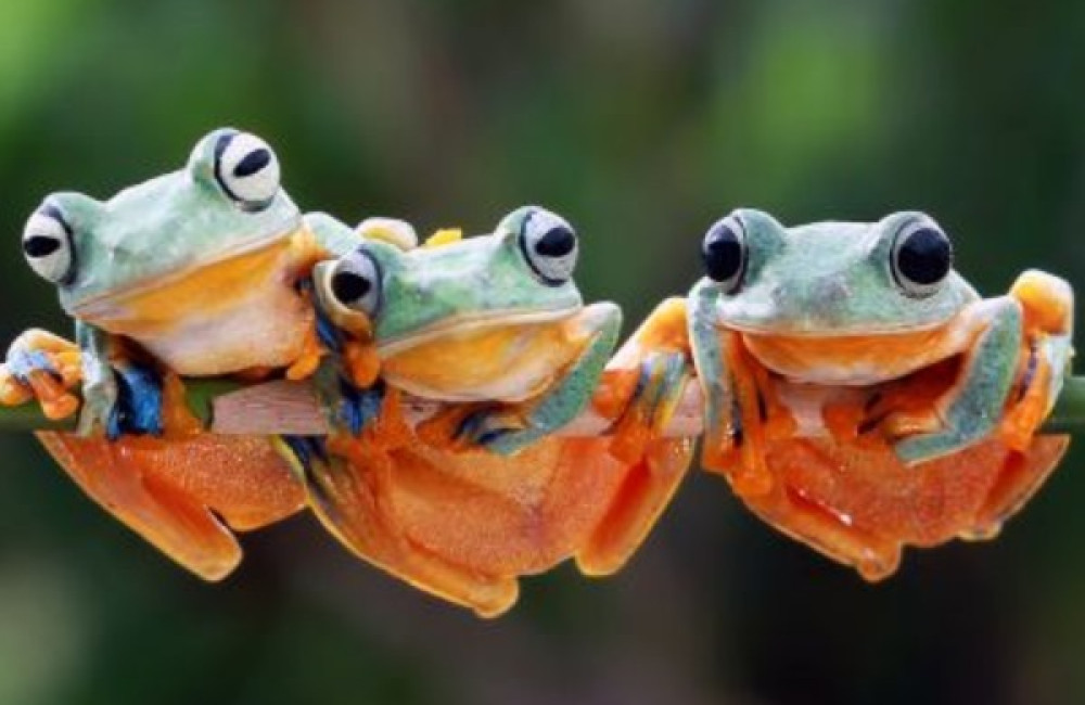 Common Fund for Commodities Logo