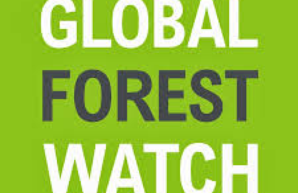 Global Forest Watch Logo