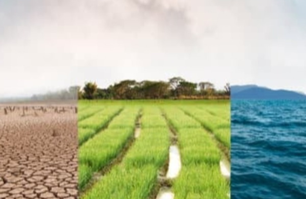 World Food Programme (WFP) Logo