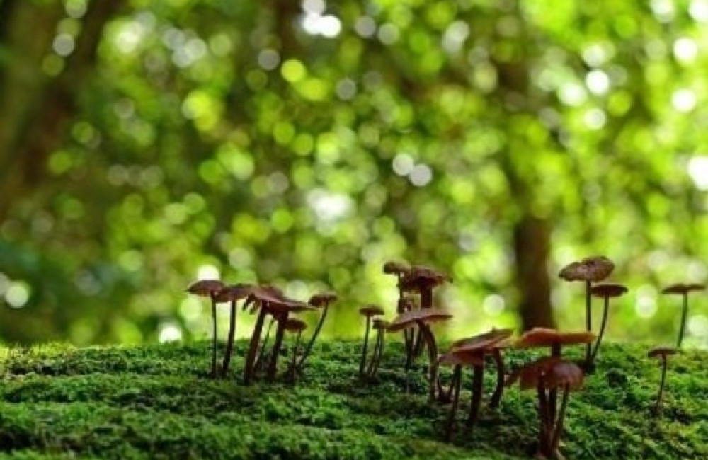 Global Biodiversity Information Facility Logo