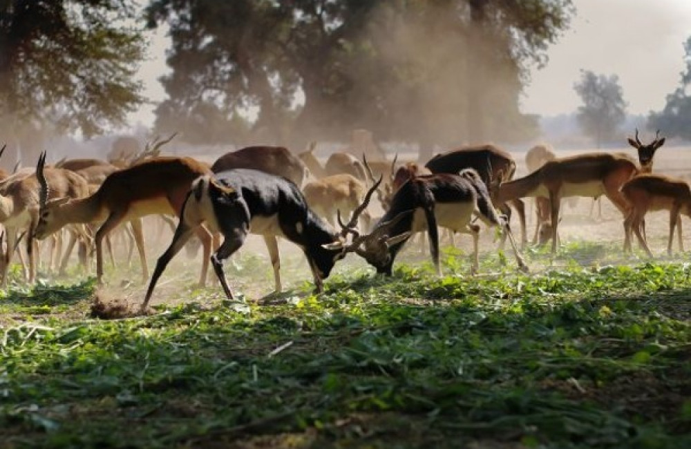 Nagao Natural Environment Foundation (NEF) Name