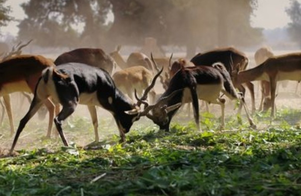 The Mohamed bin Zayed Species Conservation Fund Name